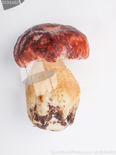 Image of Porcini Mushroom