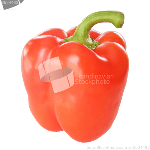 Image of Pepper isolated
