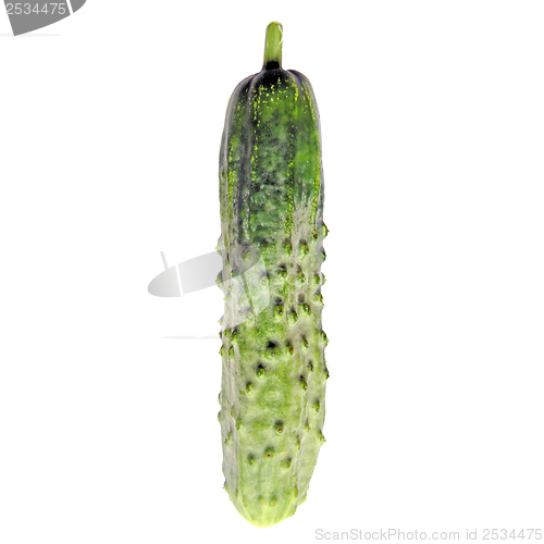 Image of Cucumber isolated