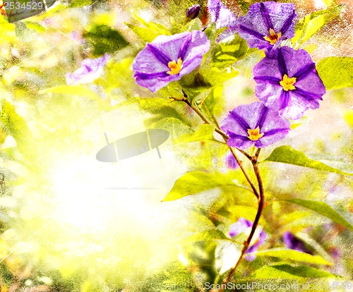 Image of Flower backgrond , spring bloom