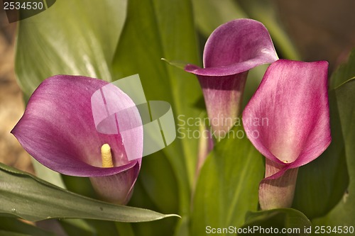 Image of Flower backgrond , spring bloom