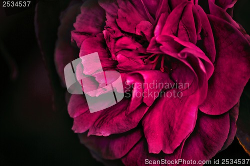 Image of Flower backgrond , spring bloom