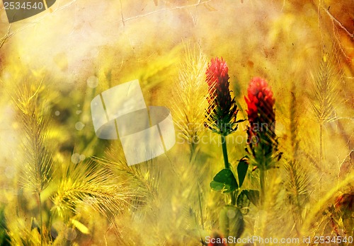 Image of Flower backgrond , spring bloom