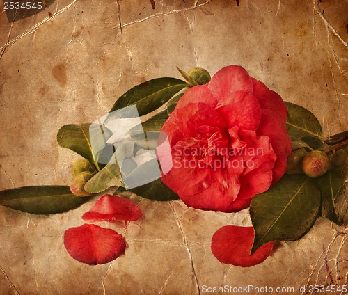 Image of Flower backgrond , spring bloom