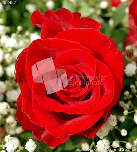 Image of Red rose