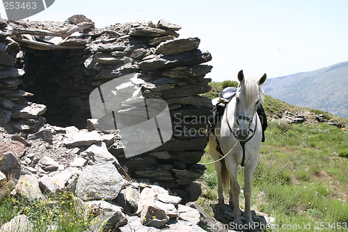 Image of White horse by an old building in the Sierra Nevada mountains, Spain