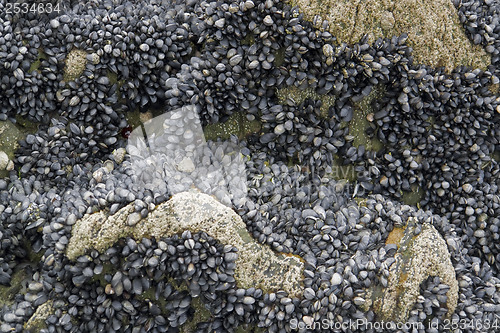 Image of rock and clams