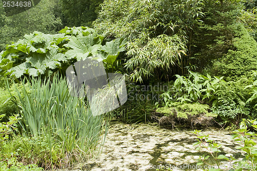 Image of flourish vegetation