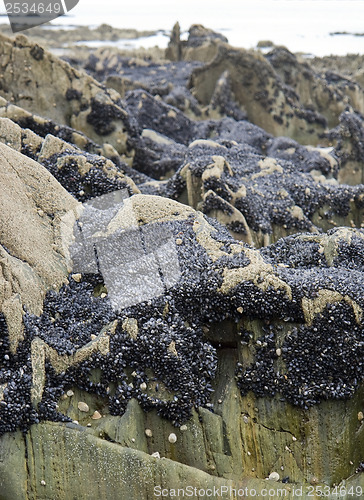 Image of rock and clams