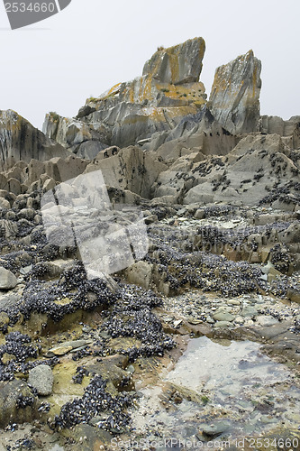 Image of rock and clams