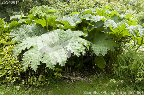 Image of flourish vegetation