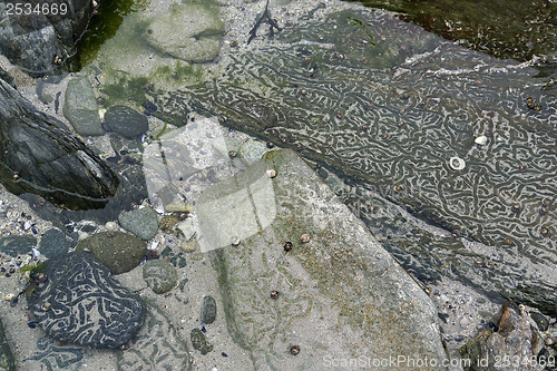 Image of rock and snail tracks