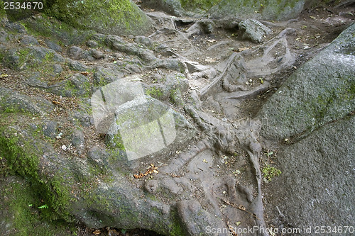 Image of stones and roots