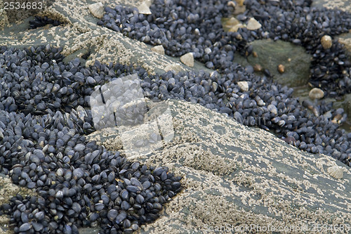 Image of rock and clams