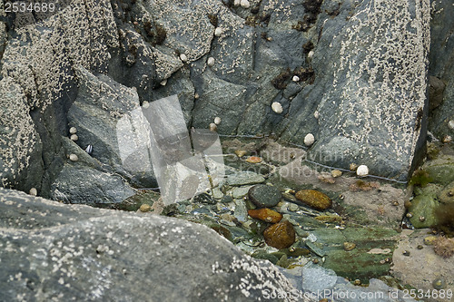 Image of rock and barnacles