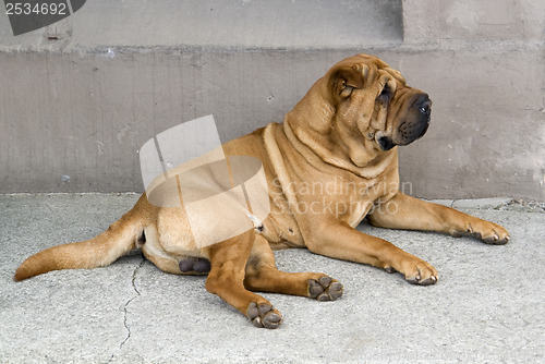 Image of Bullmastiff