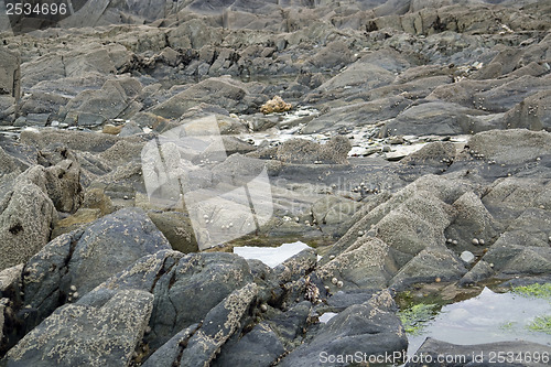 Image of rock and barnacles