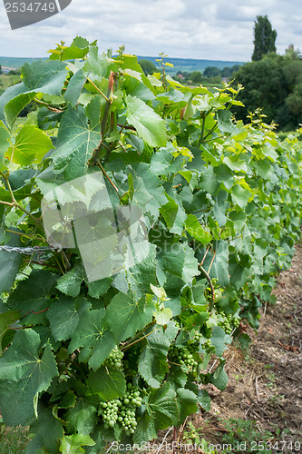 Image of Vineyard landscape, Montagne de Reims, France