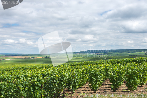 Image of Vineyard landscape, Montagne de Reims, France