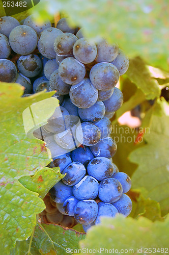 Image of Grape