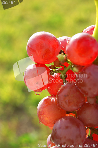 Image of Red grapes