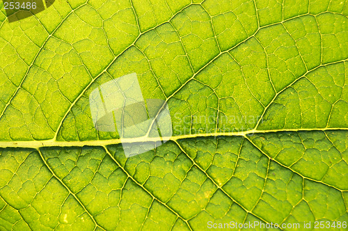 Image of GREEN LEAF BACKGROUND