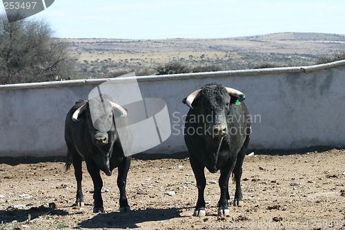 Image of Two black bulls