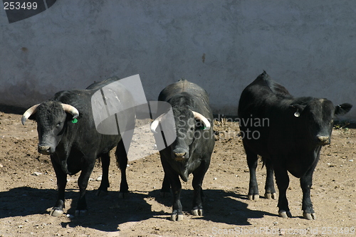 Image of Three black bulls