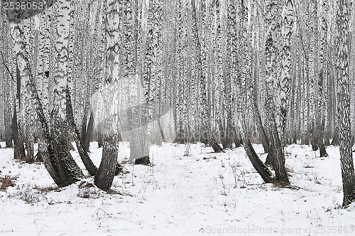 Image of birch wood in the winter