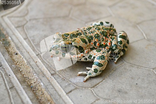 Image of The green toad living in the Anapa area, Krasnodar Krai