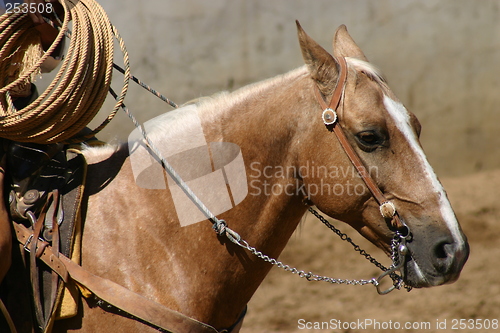 Image of A charro's horse