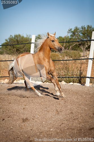 Image of beautiful blond cruzado horse outside horse ranch field