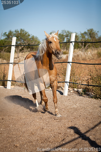 Image of beautiful blond cruzado horse outside horse ranch field