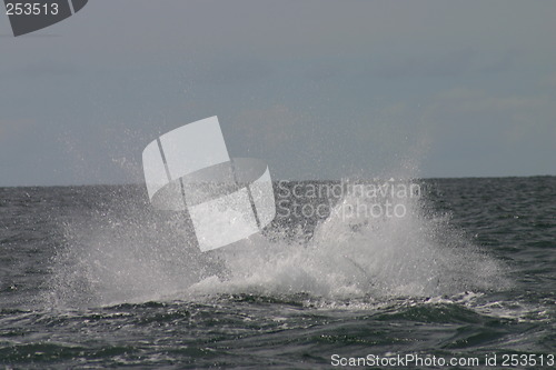 Image of Splash from a whale, the Pacific