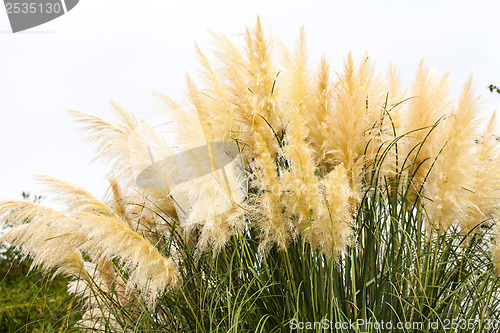 Image of feathery grass background outdoor 