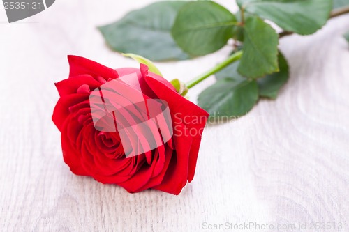 Image of beautiful red rose on white bachground