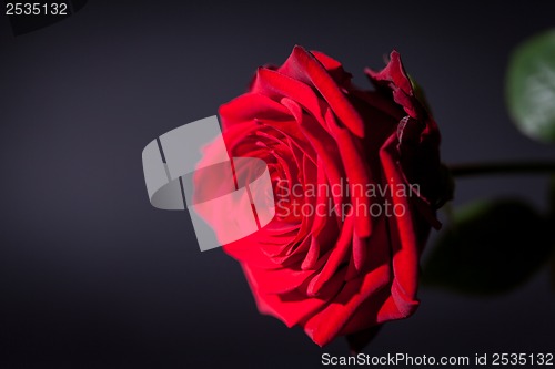 Image of beautiful red rose flower on black background