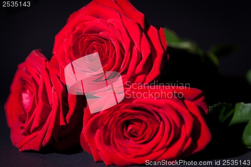 Image of beautiful red rose flower on black background