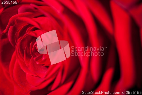 Image of Beautiful fragrant red rose for Love