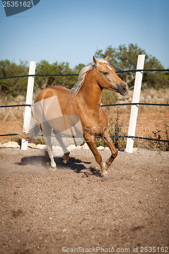 Image of beautiful blond cruzado horse outside horse ranch field