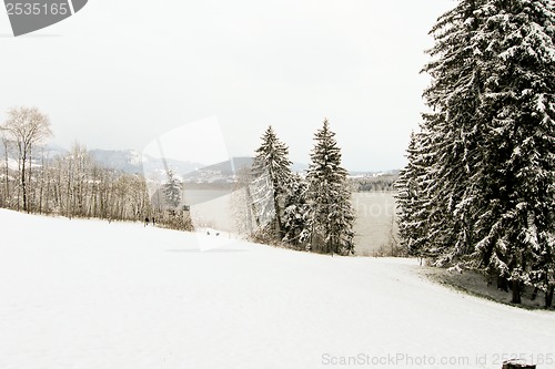 Image of forest and field  winter landscape