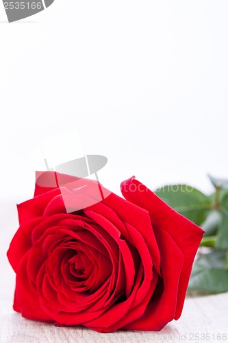 Image of beautiful red rose on white bachground