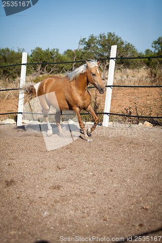 Image of beautiful blond cruzado horse outside horse ranch field