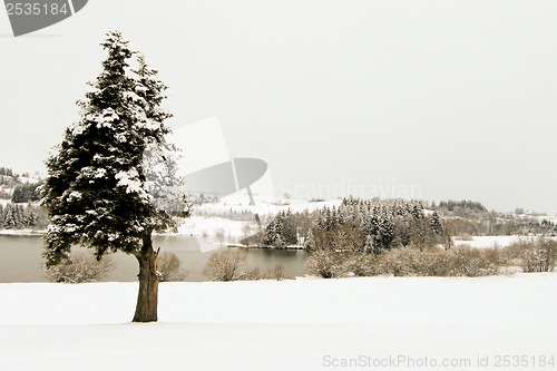 Image of forest and field  winter landscape