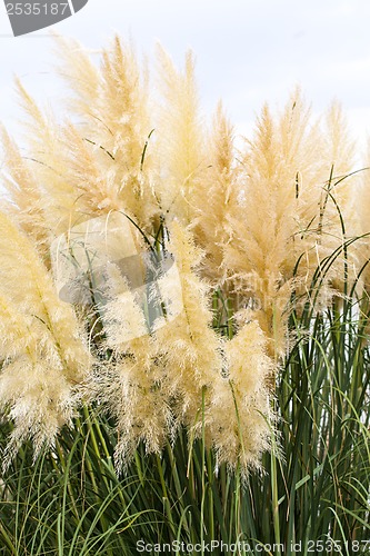 Image of feathery grass background outdoor 