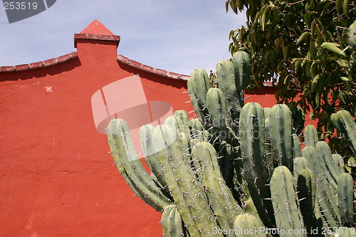 Image of Red wall behind cactus, Mexico