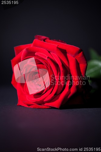 Image of beautiful red rose flower on black background