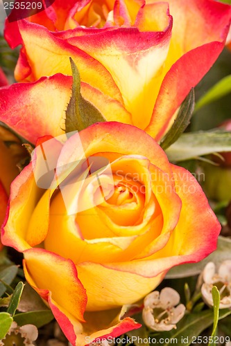 Image of Background of vivid orange roses