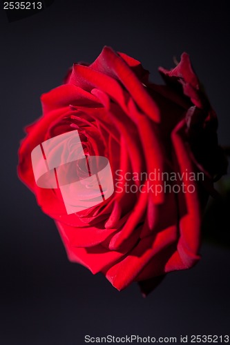 Image of beautiful red rose flower on black background