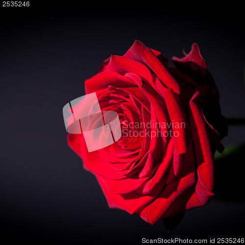 Image of beautiful red rose flower on black background